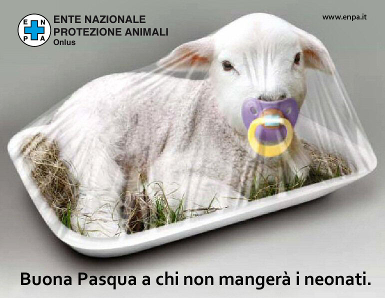 agnello-protezione-animali