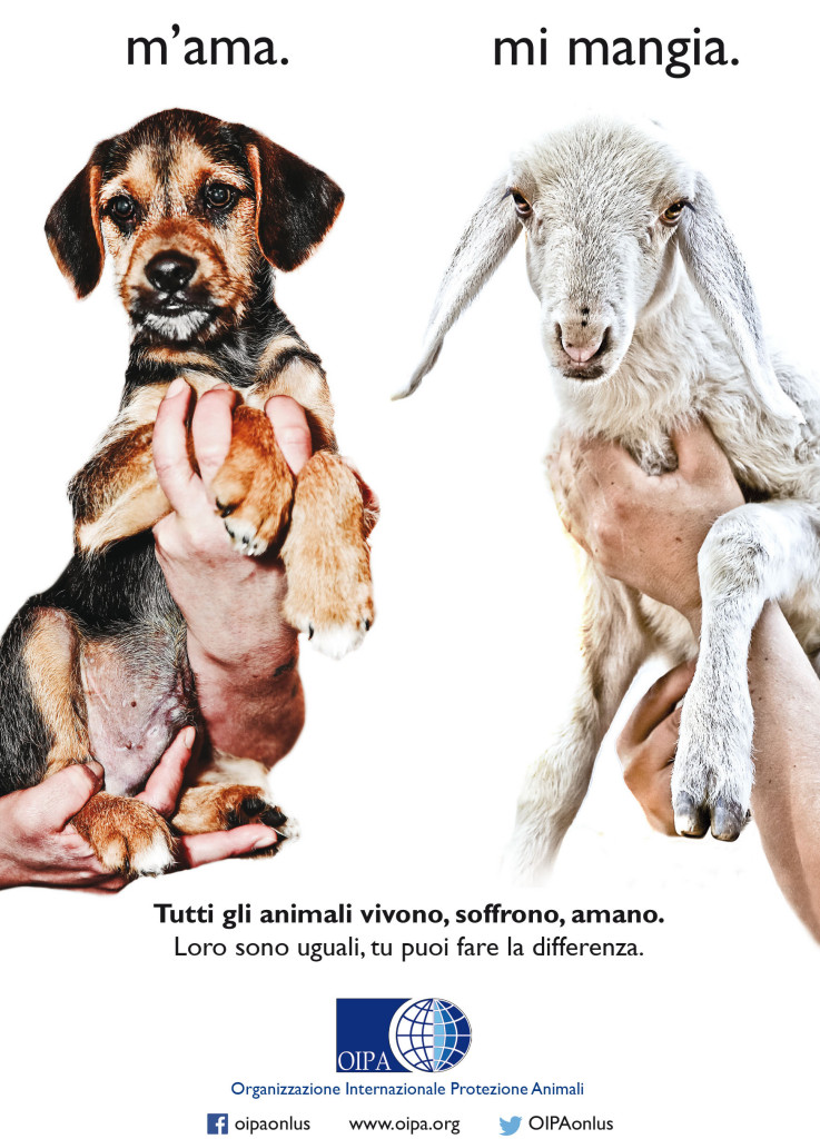 cane-pasqua-agnello