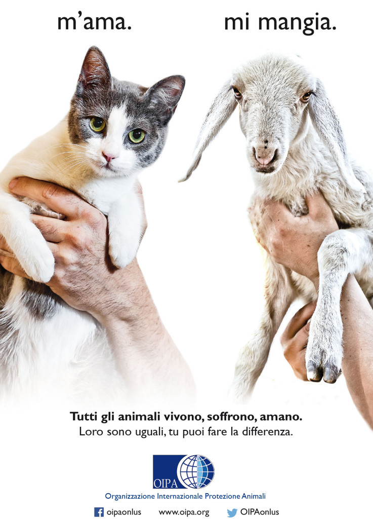 gatto-pasqua-agnello