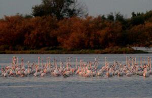 laguna di grado